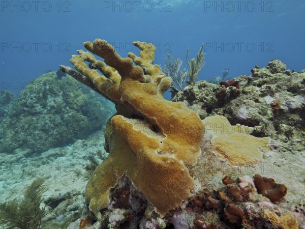 A yellowish elkhorn coral (Acropora palmata) rises from a rocky reef. Dive site John Pennekamp Coral Reef State Park, Key Largo, Florida Keys, Florida