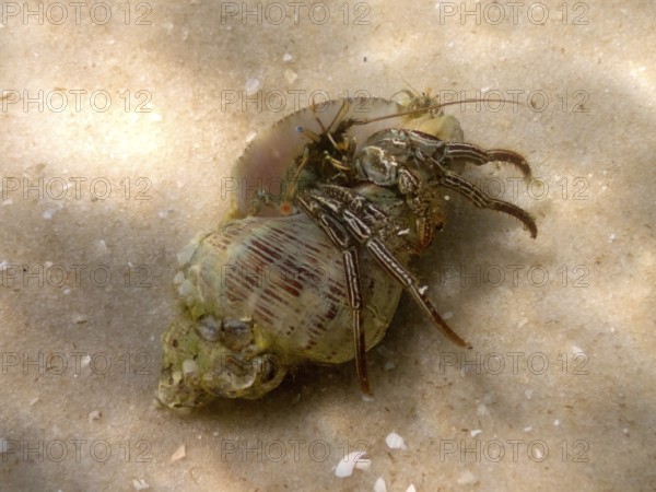 A hermit crab (Pagurus) crawls across a sandy seabed. Dive site John Pennekamp Coral Reef State Park, Key Largo, Florida Keys, Florida, USA