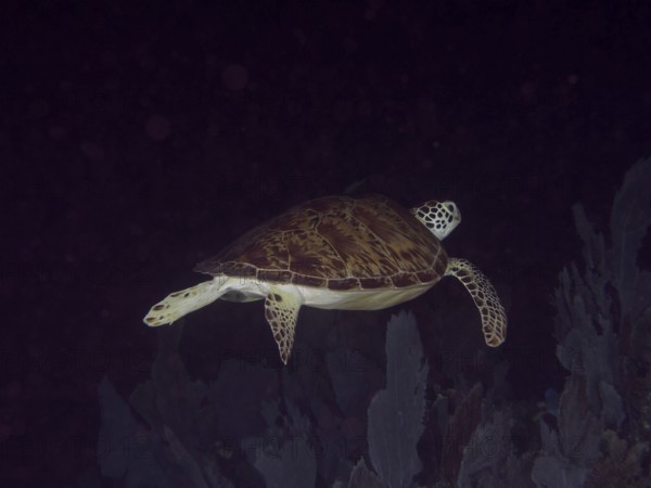 A Hawksbill sea turtle (Eretmochelys imbricata imbricata) swims in a dark marine environment. Dive site John Pennekamp Coral Reef State Park, Key Largo, Florida Keys, Florida, USA