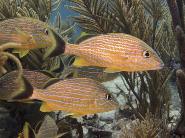 Group of bluestriped grunts (Haemulon sciurus) swimming calmly through corals. Dive site John Pennekamp Coral Reef State Park, Key Largo, Florida Keys, Florida, USA
