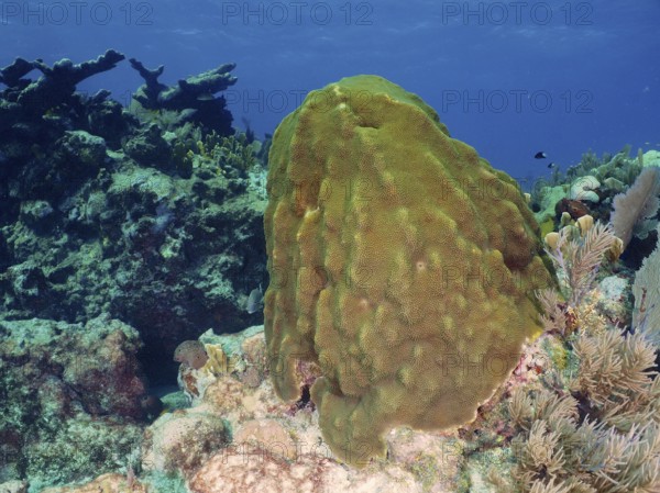 Large coral block, mountain star coral (Orbicella faveolata), in a calm underwater landscape. Dive site John Pennekamp Coral Reef State Park, Key Largo, Florida Keys, Florida, USA