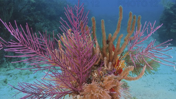 Lively, colourful coral formation with American gorgonian (Antillogorgia americana) under water with blue background. Dive site John Pennekamp Coral Reef State Park, Key Largo, Florida Keys, Florida, USA