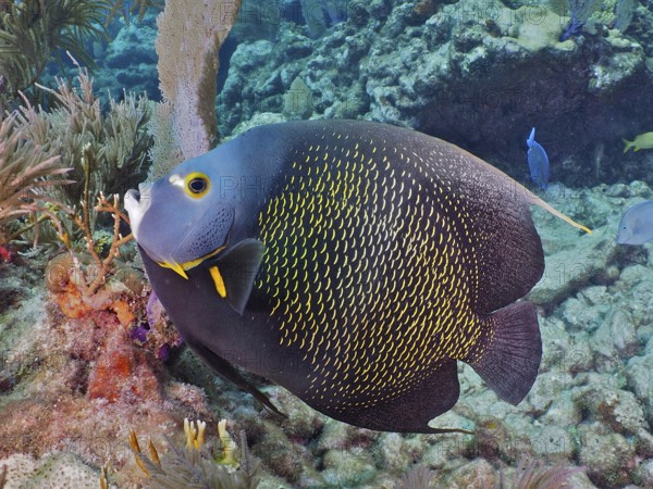A magnificent French angelfish (Pomacanthus paru) in the colourful coral reef. Dive site John Pennekamp Coral Reef State Park, Key Largo, Florida Keys, Florida, USA