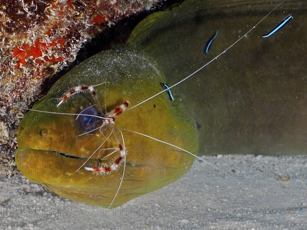 Green moray (Gymnothorax funebris) relaxes while cleaner shrimp, Banded Coral Shrimp (Stenopus hispidus), and cleaner fish, Neon Goby (Elacatinus oceanops), groom them underwater. Dive site John Pennekamp Coral Reef State Park, Key Largo, Florida Keys, Florida, USA