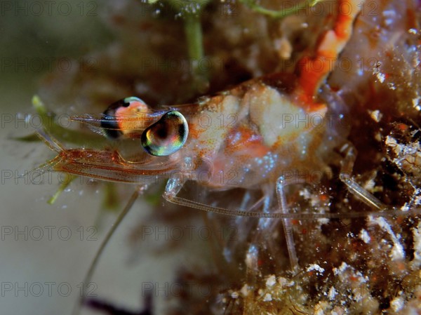 Close-up of a shrimp, Caribbean velvet shrimp (Metapenaeopsis goodei) with brightly coloured eyes and long antennae. Dive site John Pennekamp Coral Reef State Park, Key Largo, Florida Keys, Florida, USA