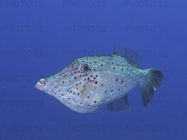A spotted fish with unique patterns, script filefish (Aluterus scriptus), swims in the deep blue water. Dive site John Pennekamp Coral Reef State Park, Key Largo, Florida Keys, Florida, USA