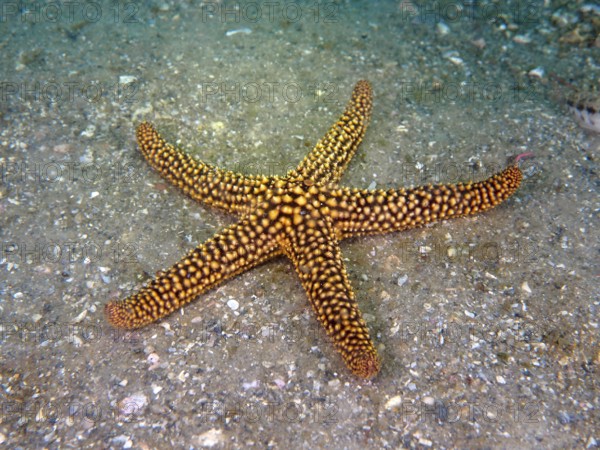 A yellow starfish with a dotted pattern, red spiny starfish (Echinaster sentus), lies on the seabed. Dive site Amber Jack, Destin, Panhandle, Gulf of Mexico, Florida, USA