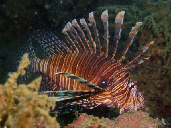 A Pacific red lionfish (Pterois volitans) with distinctive stripes, invasive species, swimming among corals. Dive site Rolex Reef, Destin, Panhandle, Gulf of Mexico, Florida, USA