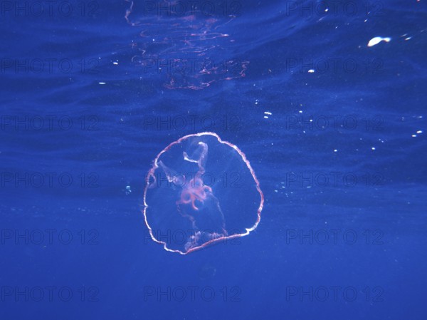 A translucent pink moon jellyfish (Aurelia aurita) floats close to the surface. Dive site John Pennekamp Coral Reef State Park, Key Largo, Florida Keys, Florida, USA