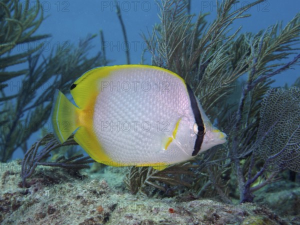 A yellow fish with black markings, Spotfin butterflyfish (Chaetodon ocellatus), swims past soft corals. Dive site John Pennekamp Coral Reef State Park, Key Largo, Florida Keys, Florida, USA