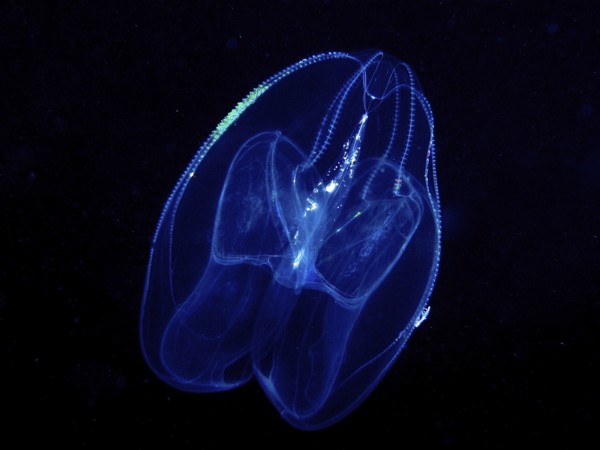 A luminous jellyfish, lobed ribbed jellyfish (Leucothea multicornis), floats in the dark underwater world. Dive site, Riviera Beach, Florida, USA
