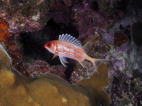 A red longspine hussar (Holocentrus rufus) swims in a coral reef full of colours and shapes. Dive site John Pennekamp Coral Reef State Park, Key Largo, Florida Keys, Florida, USA