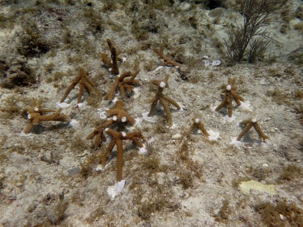 Coral cultivation. Young coral plants are anchored to the seabed and grow underwater. Staghorn coral (Acropora cervicornis) grown on a rack, which has been cut into pieces and glued to the reef and will grow into a magnificent coral stock within a few months. The aim is to grow corals that can withstand the higher water temperatures. Dive site Nursery, Tavernier, Florida Keys, Florida, USA