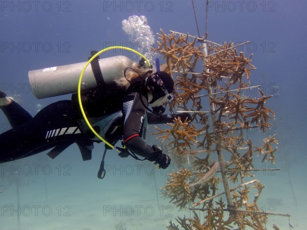 Coral cultivation. A diver works on planting corals underwater in the ocean. The aim is to grow corals that can withstand the higher water temperatures. Dive site Nursery, Tavernier, Florida Keys, Florida, USA