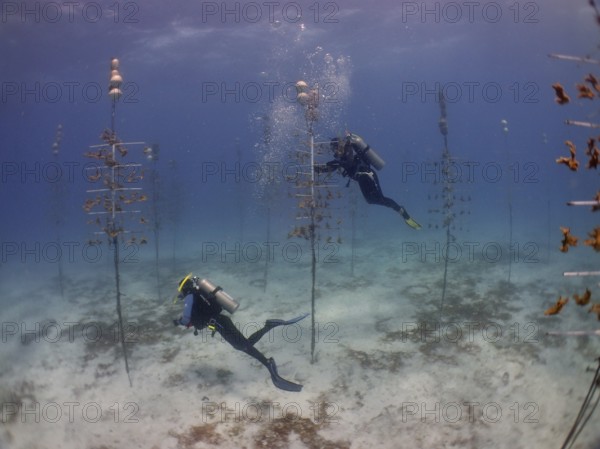 Coral cultivation. Two divers work on planting corals underwater in the ocean. The aim is to grow corals that can withstand the higher water temperatures. Dive site Nursery, Tavernier, Florida Keys, Florida, USA