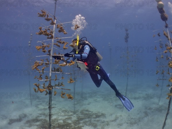 Coral farming. A diver works on underwater coral scaffolding in the clear blue ocean. The aim is to grow corals that can withstand the higher water temperatures. Dive site Nursery, Tavernier, Florida Keys, Florida, USA