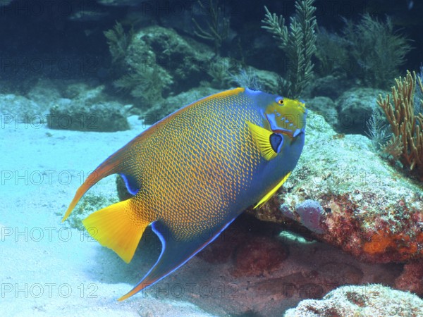 Elegant kingfish, queen angelfish (Holacanthus ciliaris), with bright colours glides over the sandy seabed. Dive site John Pennekamp Coral Reef State Park, Key Largo, Florida Keys, Florida, USA
