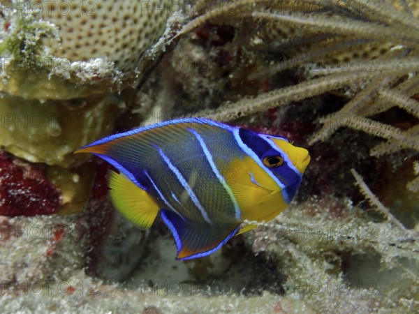 Colourful queen angelfish (Holacanthus ciliaris), juvenile, with blue and yellow stripes swimming next to corals. Dive site John Pennekamp Coral Reef State Park, Key Largo, Florida Keys, Florida, USA