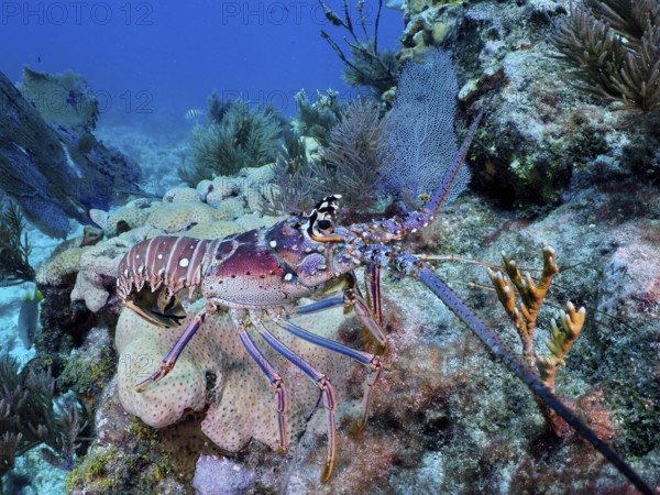 Lobster with colourful carapace, Caribbean crayfish (Panulirus argus), among corals in the blue sea. Dive site John Pennekamp Coral Reef State Park, Key Largo, Florida Keys, Florida, USA