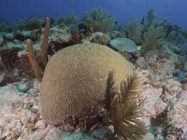 Large brain coral, brain coral (Diploria labyrinthiformis), with a blue fish in a colourful underwater world. Dive site John Pennekamp Coral Reef State Park, Key Largo, Florida Keys, Florida, USA