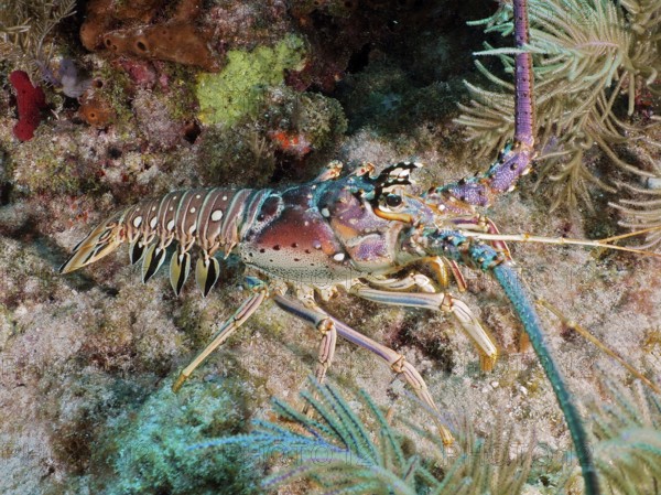 Colourful Caribbean langoustine (Panulirus argus) with long antennae crawls over coral bottom. Dive site John Pennekamp Coral Reef State Park, Key Largo, Florida Keys, Florida, USA