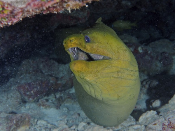 Green moray (Gymnothorax funebris) underwater in a cave between corals. Dive site John Pennekamp Coral Reef State Park, Key Largo, Florida Keys, Florida, USA