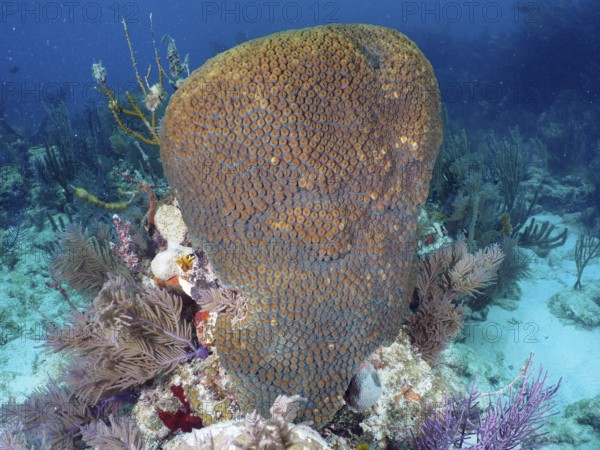 A large stony coral (Montastraea cavernosa) towers impressively in the coral reef. Dive site John Pennekamp Coral Reef State Park, Key Largo, Florida Keys, Florida, USA