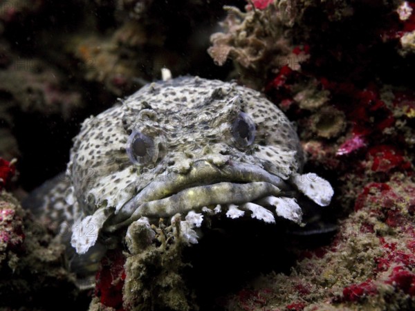 A spotted fish Gulf toadfish (Opsanus beta) between rocks. Dive site Anna's Reef, Destin, Panhandle, Gulf of Mexico, Florida, USA
