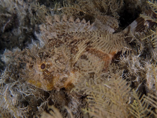 A Feathered Black scorpionfish (Scorpaena grandicornis), Scorpaena, hides in the brown seagrass. Dive site Blue Heron Bridge, Phil Foster Park, Riviera Beach, Florida, USA