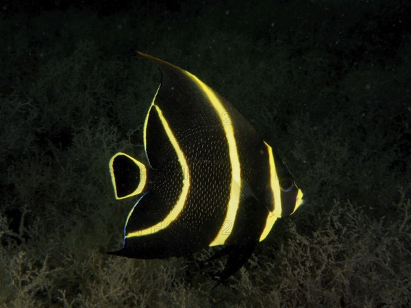 A black and yellow juvenile French angelfish (Pomacanthus paru) in the dark water. Dive site Blue Heron Bridge, Phil Foster Park, Riviera Beach, Florida, USA