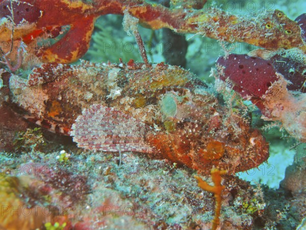 A perfectly camouflaged stonefish Banded scorpionfish (Scorpaena plumieri) in its environment. Dive site John Pennekamp Coral Reef State Park, Key Largo, Florida Keys, Florida, USA