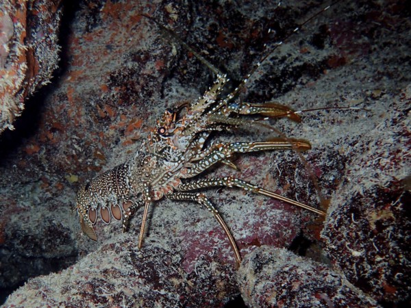 A camouflaged spotted crayfish (Panulirus guttatus) between rocks in the underwater habitat. Dive site John Pennekamp Coral Reef State Park, Key Largo, Florida Keys, Florida, USA