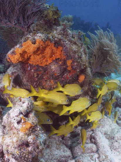 Yellow French grunts (Haemulon flavolineatum) swim around a coral reef in clear water. Dive site John Pennekamp Coral Reef State Park, Key Largo, Florida Keys, Florida, USA