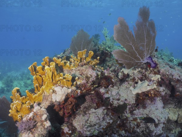 Various coral species, including fire coral (Millepora complanata) and Venus fan (Gorgonia ventalina) cover a rocky reef section. Dive site John Pennekamp Coral Reef State Park, Key Largo, Florida Keys, Florida, USA