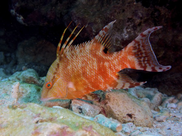 An orange fish with distinctive spines, boar wrasse (Lachnolaimus maximus), swims on the seabed. Dive site John Pennekamp Coral Reef State Park, Key Largo, Florida Keys, Florida, USA