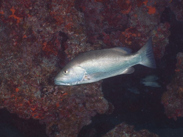 A Cubera snapper (Lutjanus cyanopterus) swims close to a rocky coral reef wall. Dive site John Pennekamp Coral Reef State Park, Key Largo, Florida Keys, Florida, USA