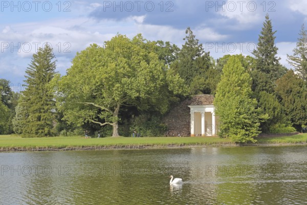 Classicist temple on the shore of Lake Wörlitz, mute swan, swimming, landscape, UNESCO, landscape park, Dessau-Wörlitz Garden Kingdom, Wörlitz, Saxony-Anhalt, Germany