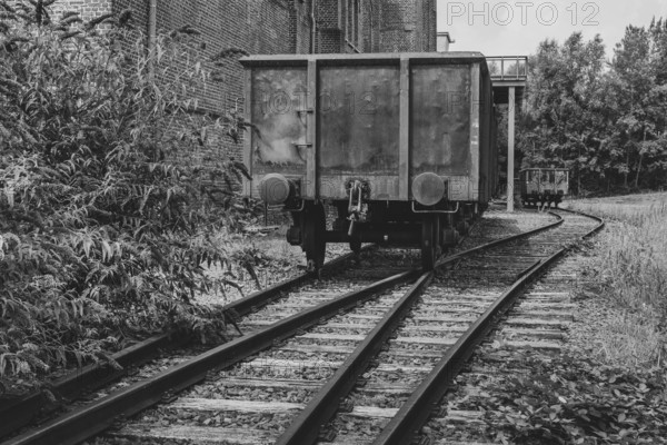 Blooming summer lilacs next to a railway carriage, black and white, LWL Museum, former mine, Hanover colliery, industrial heritage, Bochum, Ruhr area, North Rhine-Westphalia, Germany