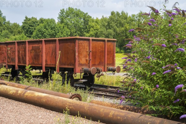 Blooming summer lilacs next to a railway carriage, LWL Museum, former mine, Hanover Colliery, industrial heritage, Bochum, Ruhr area, North Rhine-Westphalia, Germany