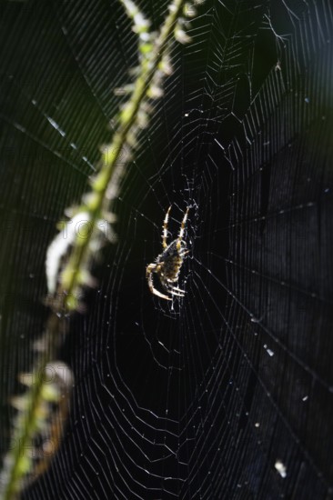 Spider in its web, summer, Germany