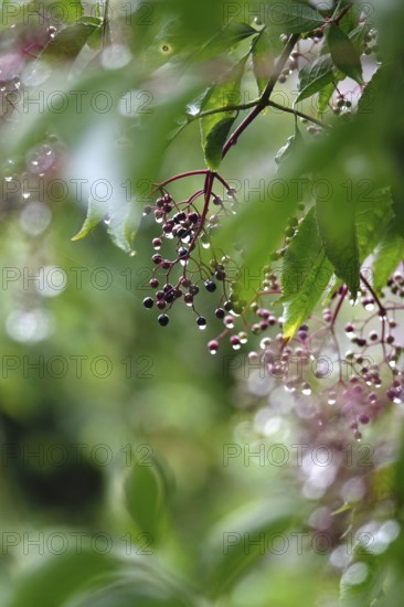 Elderberries (Sambucus nigra) after a rain, summer, Germany