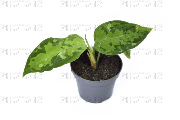 Small Aglaonema pictum tricolor houseplant with camouflage patterned leaves with dark green, light green and silvery spots on white background