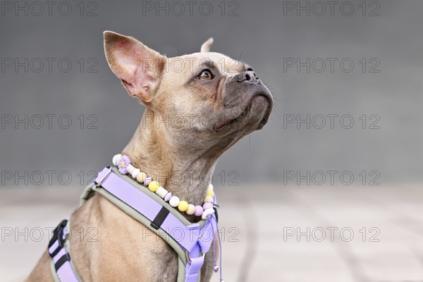Portrait of blue fawn French Bulldog with long healthy nose wearing a dog harness and EM ceramics necklace