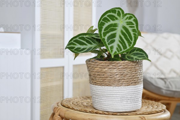 Small potted exotic 'Silver Blush Anthurium Crystallinum' houseplant with beautiful lace pattern on leaves in living room