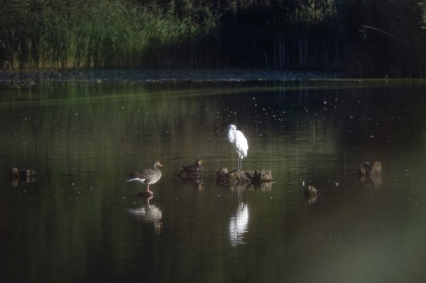 Great White Egret, Cormorant and Greylag Goose, Lusatian Pond Landscape, Summer, Saxony, Germany