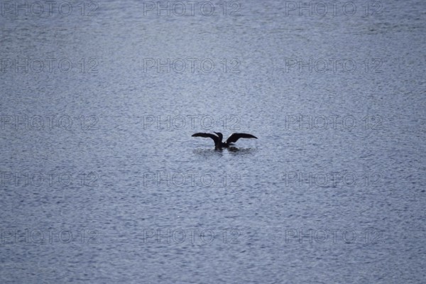 Cormorant in a lake, summer, Germany