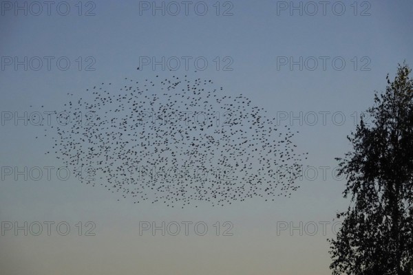 Flock of birds in the summer evening sky, Germany