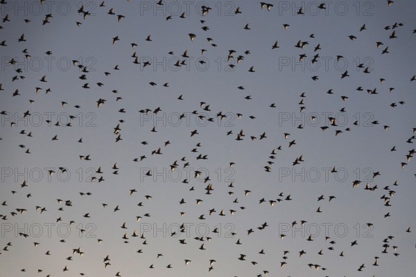 Flock of birds in the summer evening sky, Germany