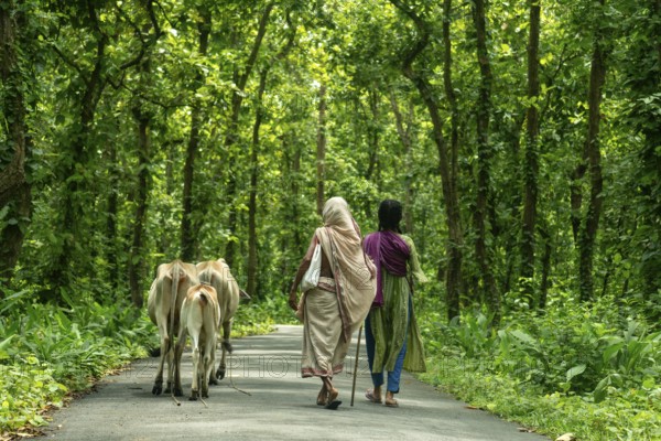 People walking with cows on a forest path surrounded by lush greenery, Dhaka, Bangladesh