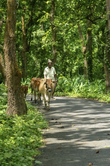 A man herding cattle along a rural road in a green forest, Dhaka, Bangladesh